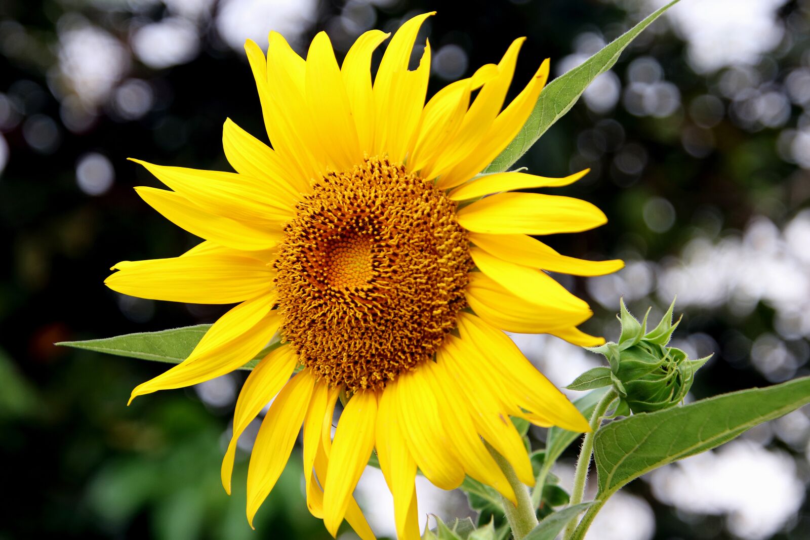 Canon EOS 80D + Tamron 18-400mm F3.5-6.3 Di II VC HLD sample photo. Flower, sunflower, sun flower photography