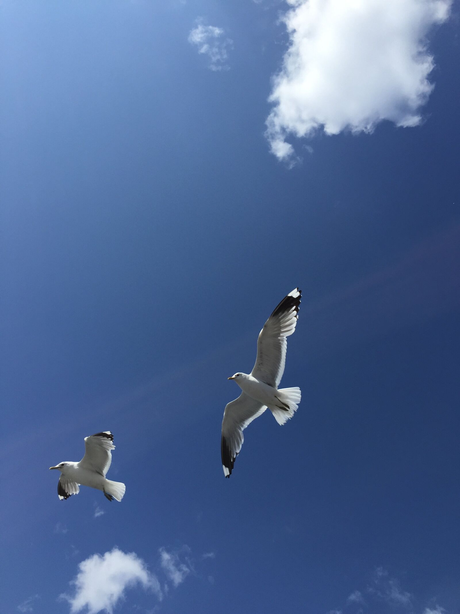 Apple iPhone 6 sample photo. Seagulls, finland, blue sky photography