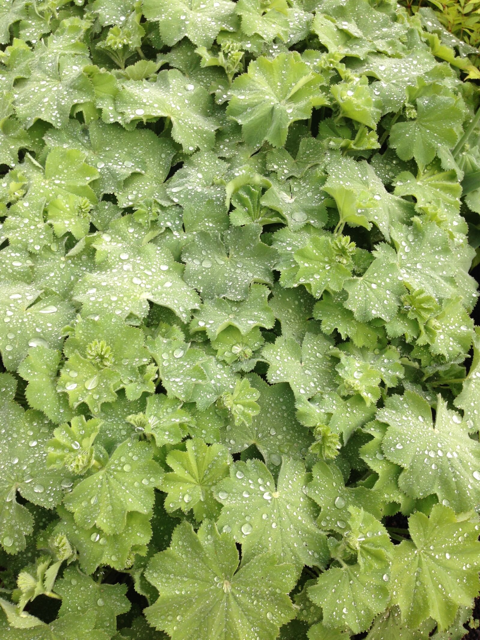 iPhone 5 back camera 4.12mm f/2.4 sample photo. Dew, dewdrops, drop photography
