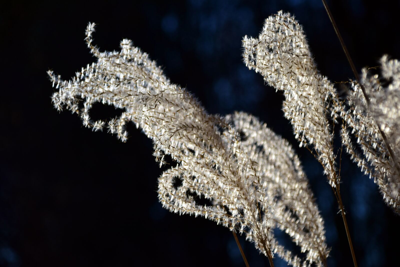 Nikon D3300 sample photo. Grass, grass seed, close photography