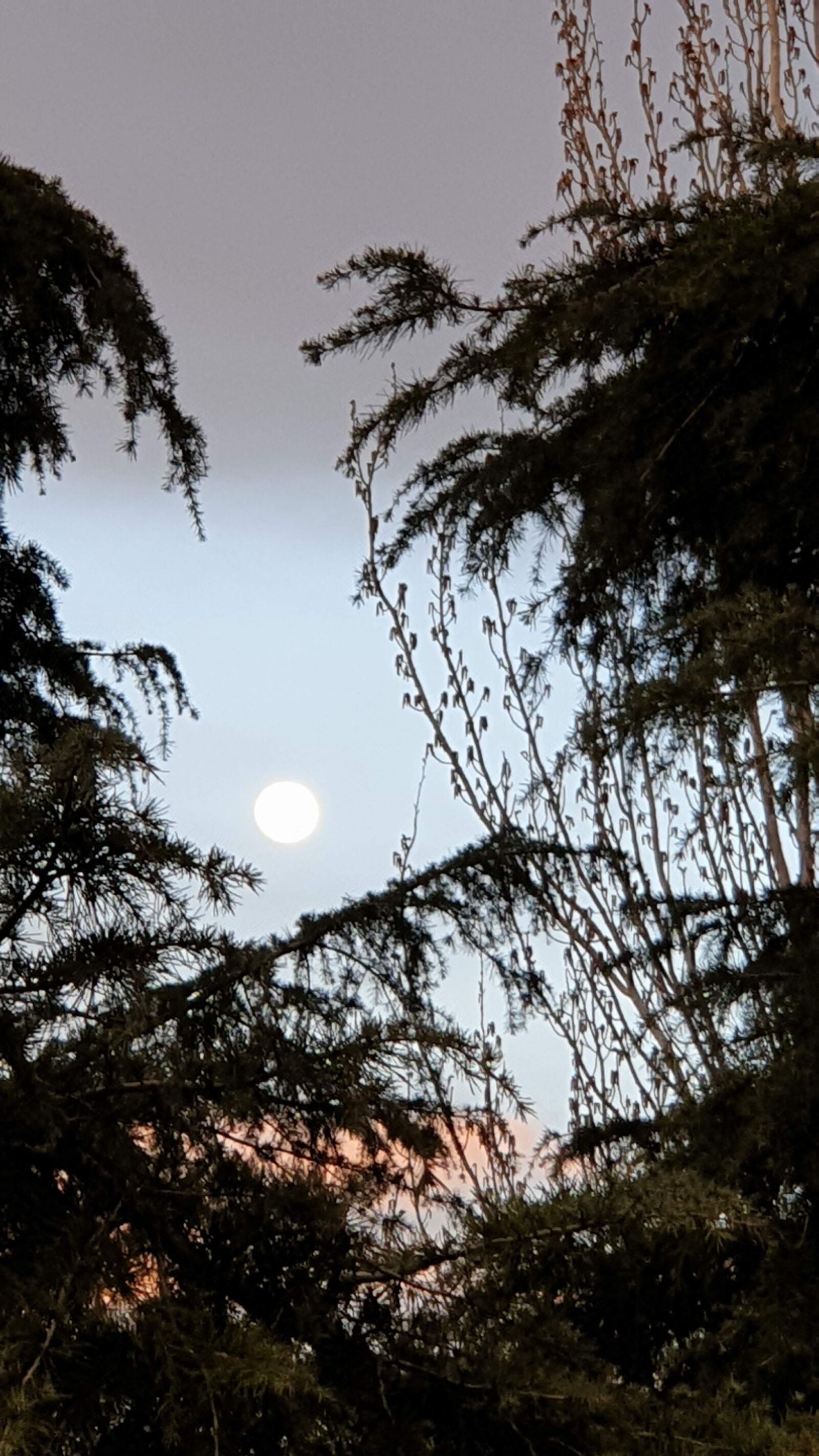 Samsung Galaxy S9+ sample photo. Madrid, españa, parque photography