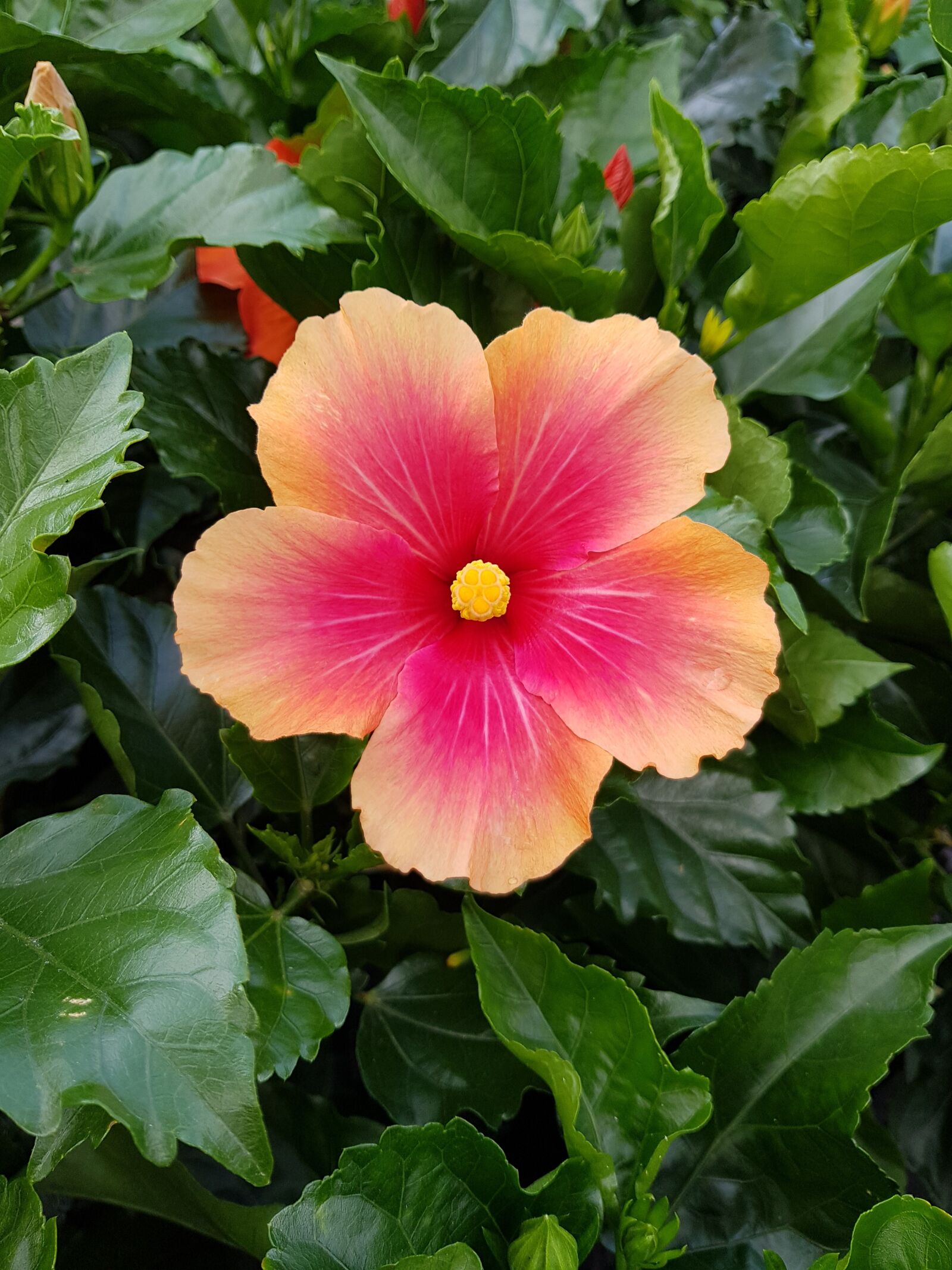Samsung Galaxy S8 sample photo. Hibiscus, flowers, summer photography