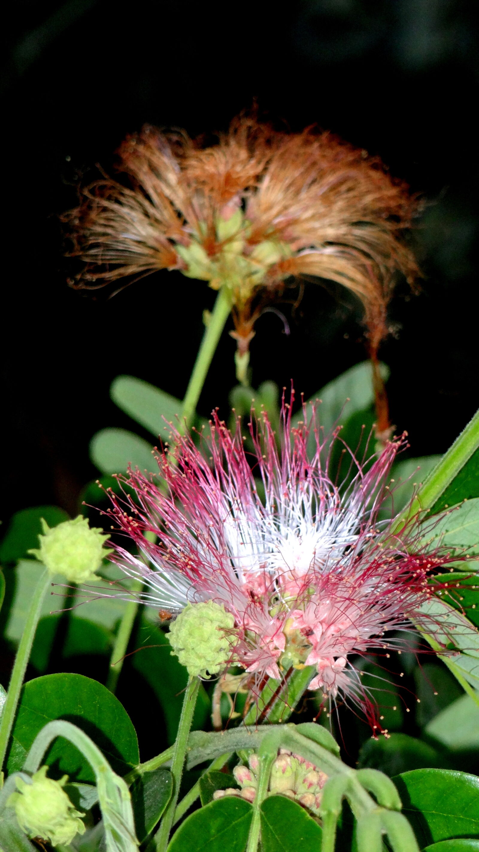 Sony Cyber-shot DSC-HX9V sample photo. Close, up, of, dandelion photography
