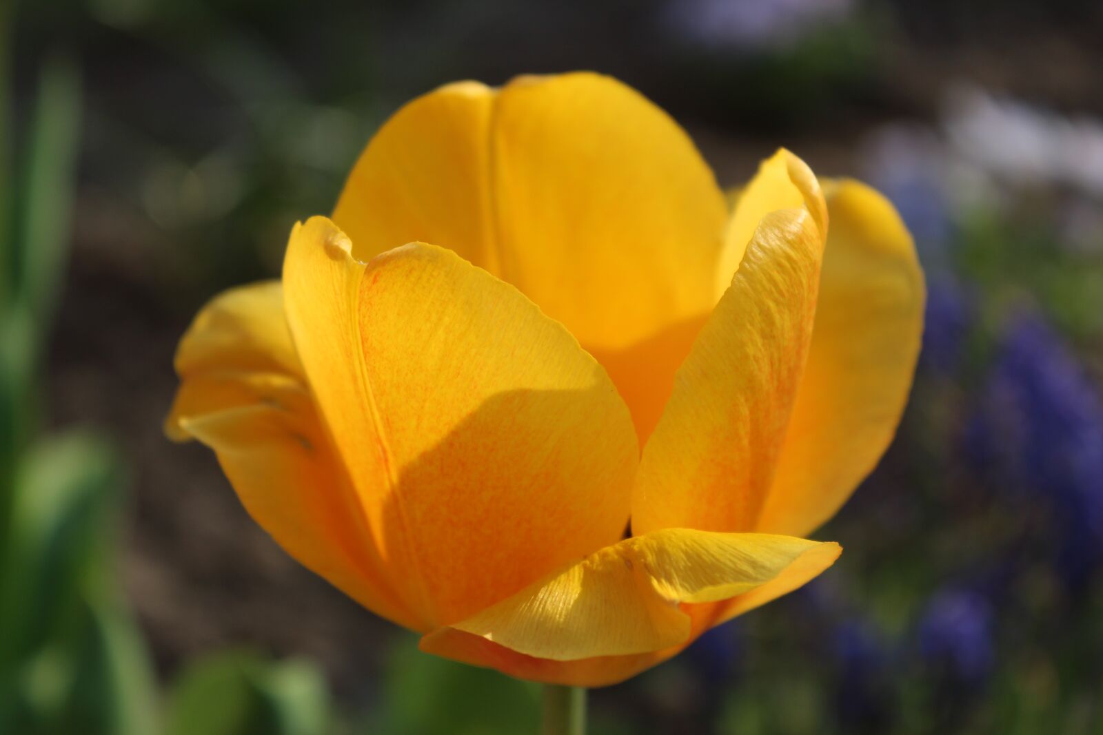 Canon EOS 1300D (EOS Rebel T6 / EOS Kiss X80) sample photo. Tulip, yellow, close up photography