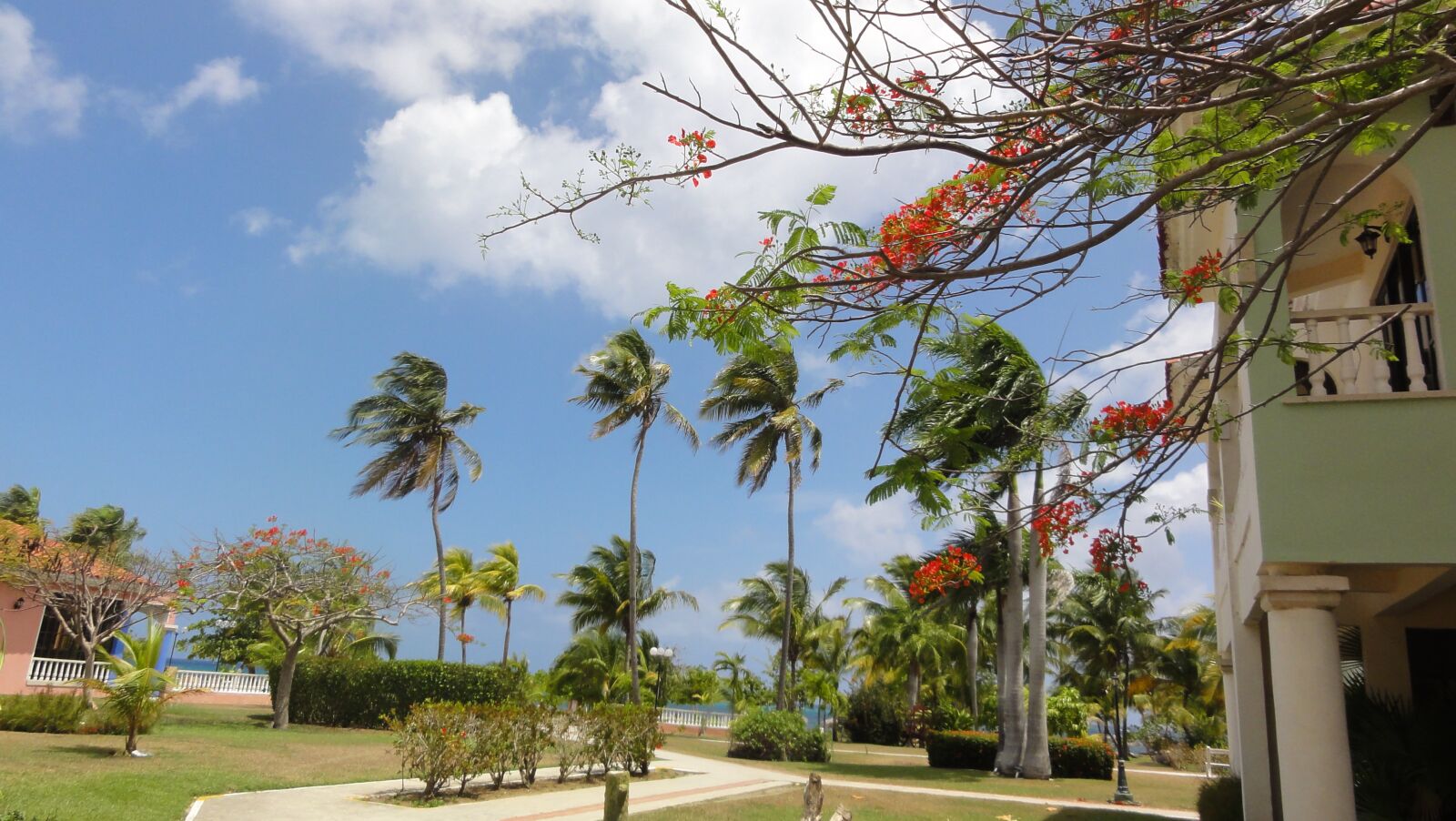 Sony DSC-HX5V sample photo. Palm trees, fire tree photography