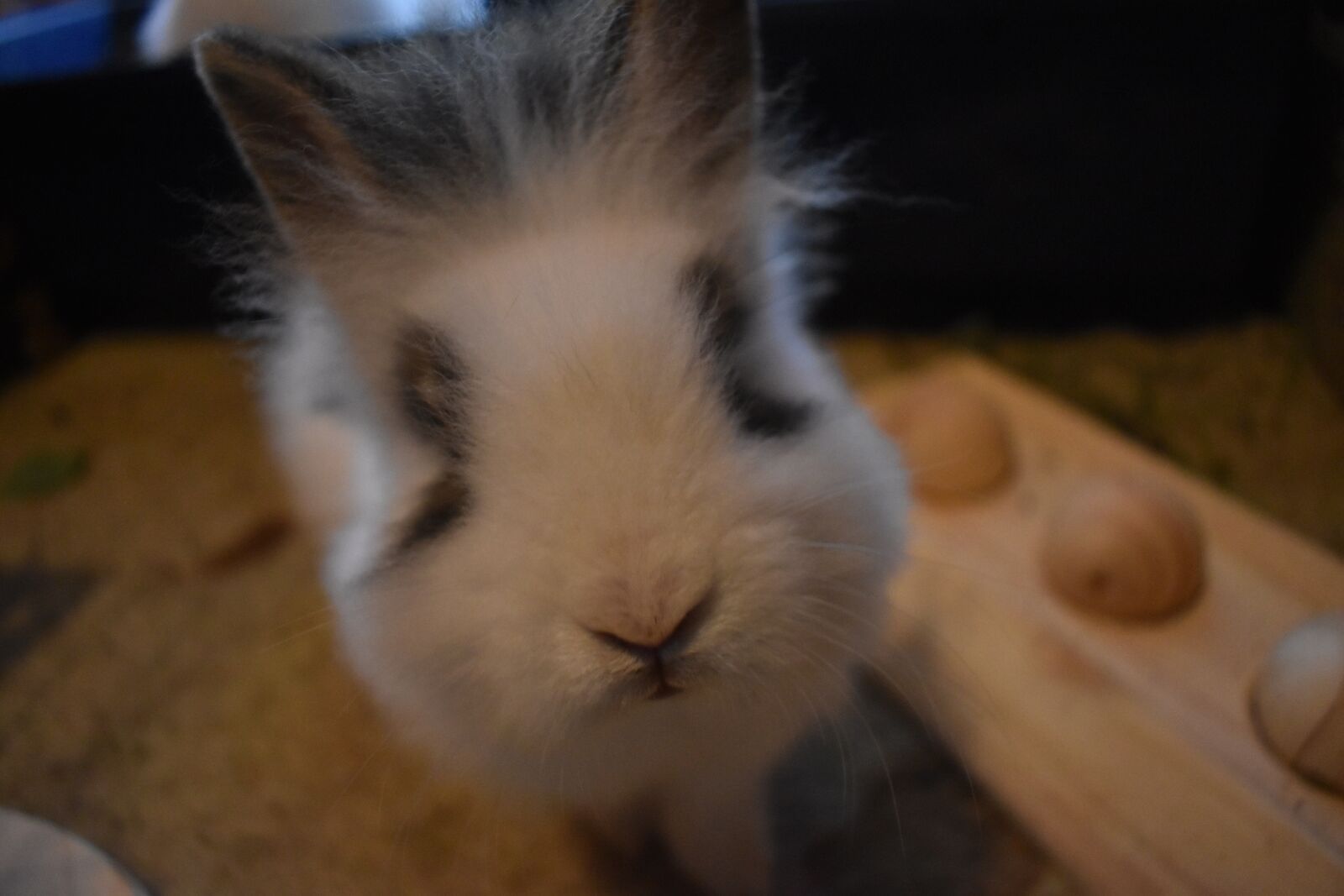Nikon D3500 sample photo. Rabbit, white, grey photography