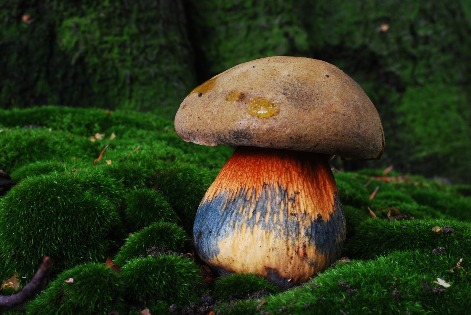 Nikon D80 sample photo. Heksenboleet, mushroom, buisjeszwam photography