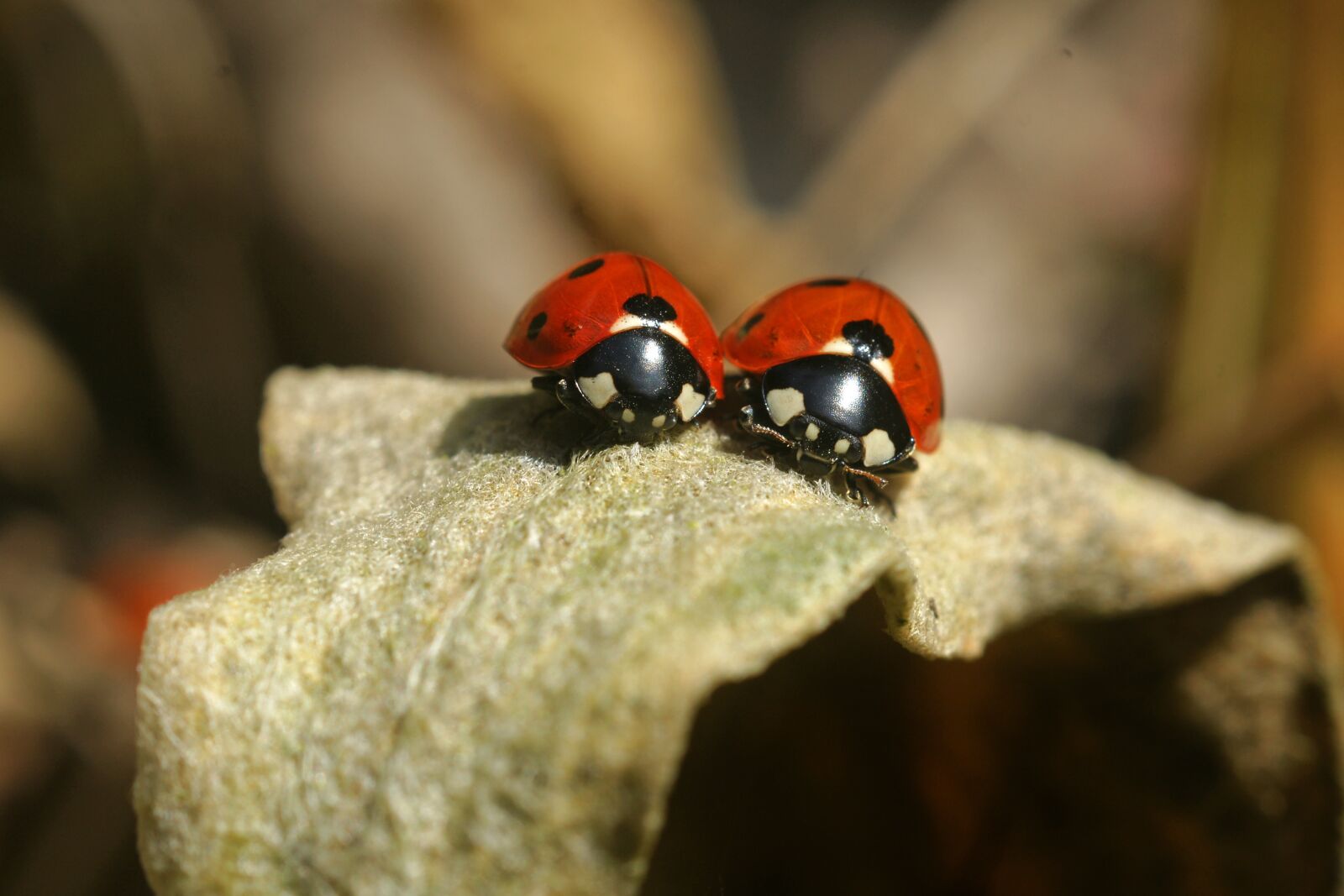 Sony Alpha DSLR-A700 sample photo. Lady bug, ladybug, insect photography