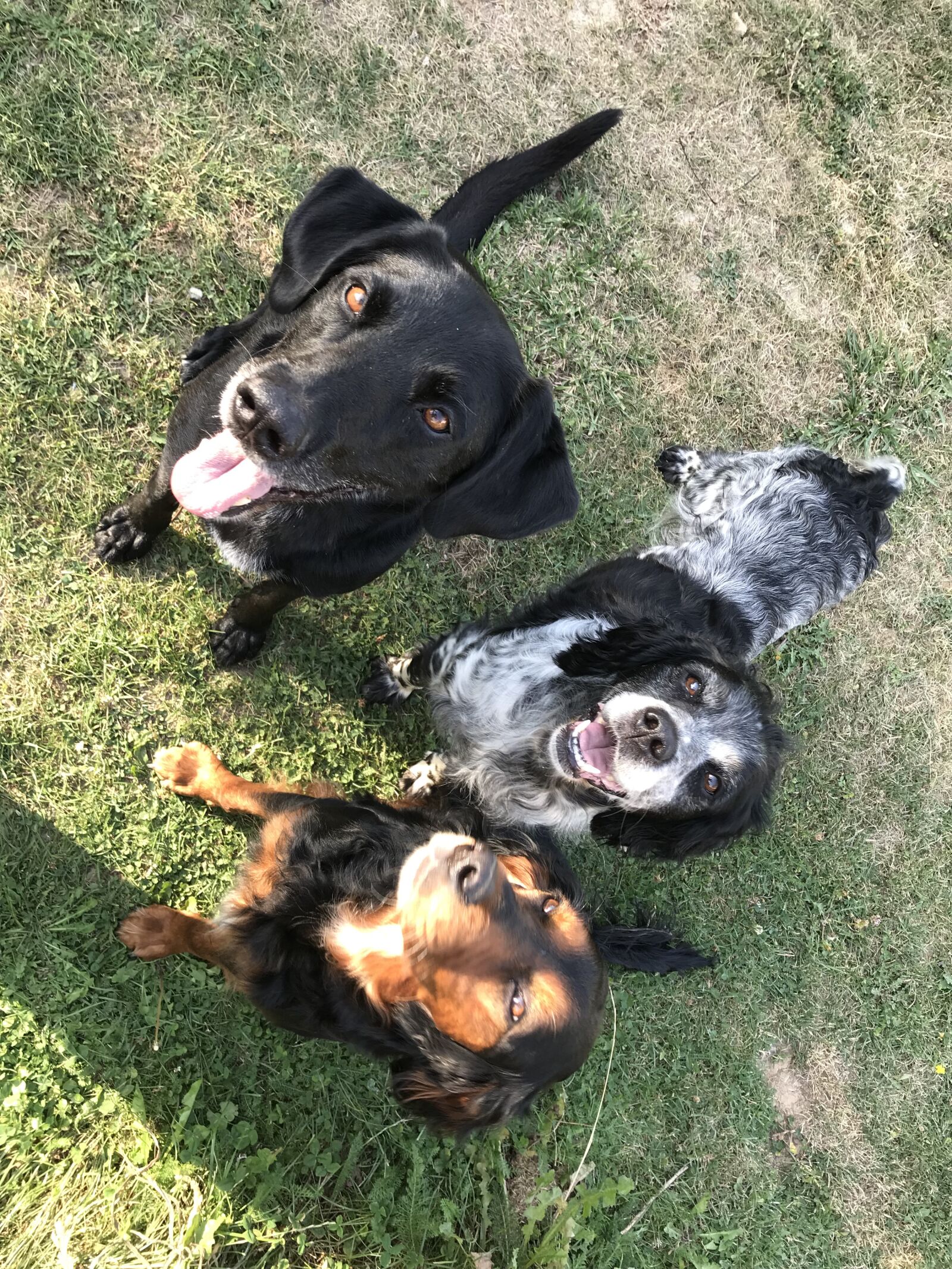 iPhone 7 back camera 3.99mm f/1.8 sample photo. Dogs, team, portrait photography