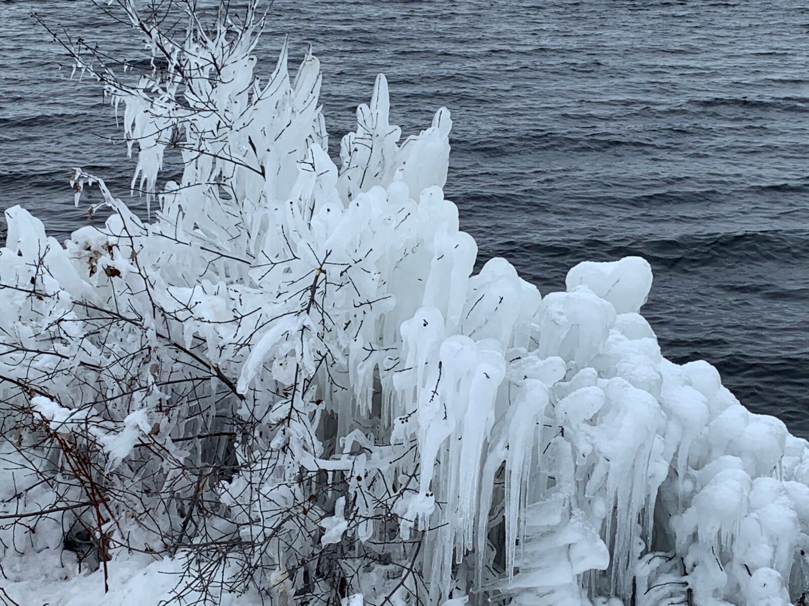 Apple iPhone XR sample photo. Frozen, tree, lake photography
