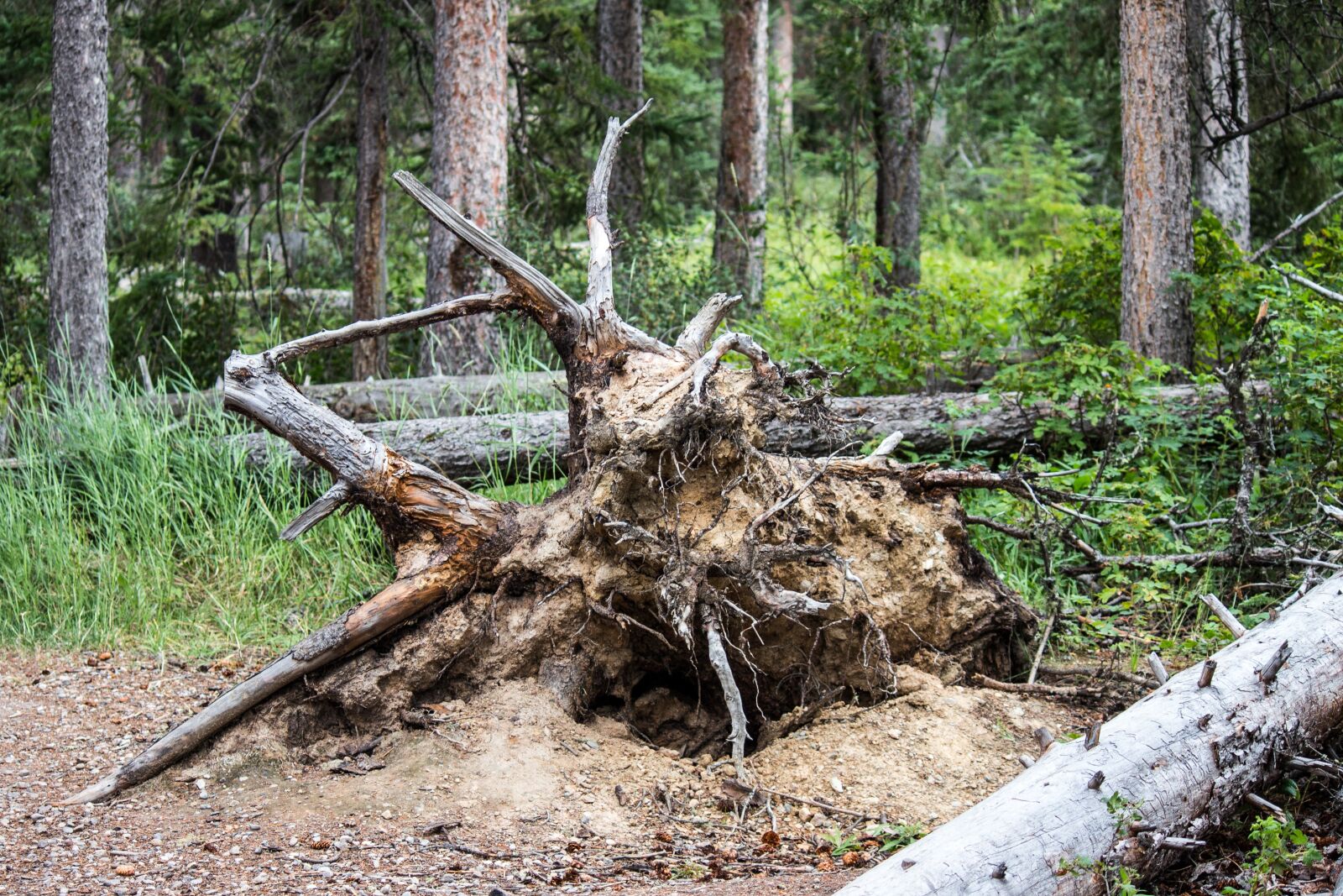 Canon EF-S 55-250mm F4-5.6 IS sample photo. Fallen tree, roots, forest photography