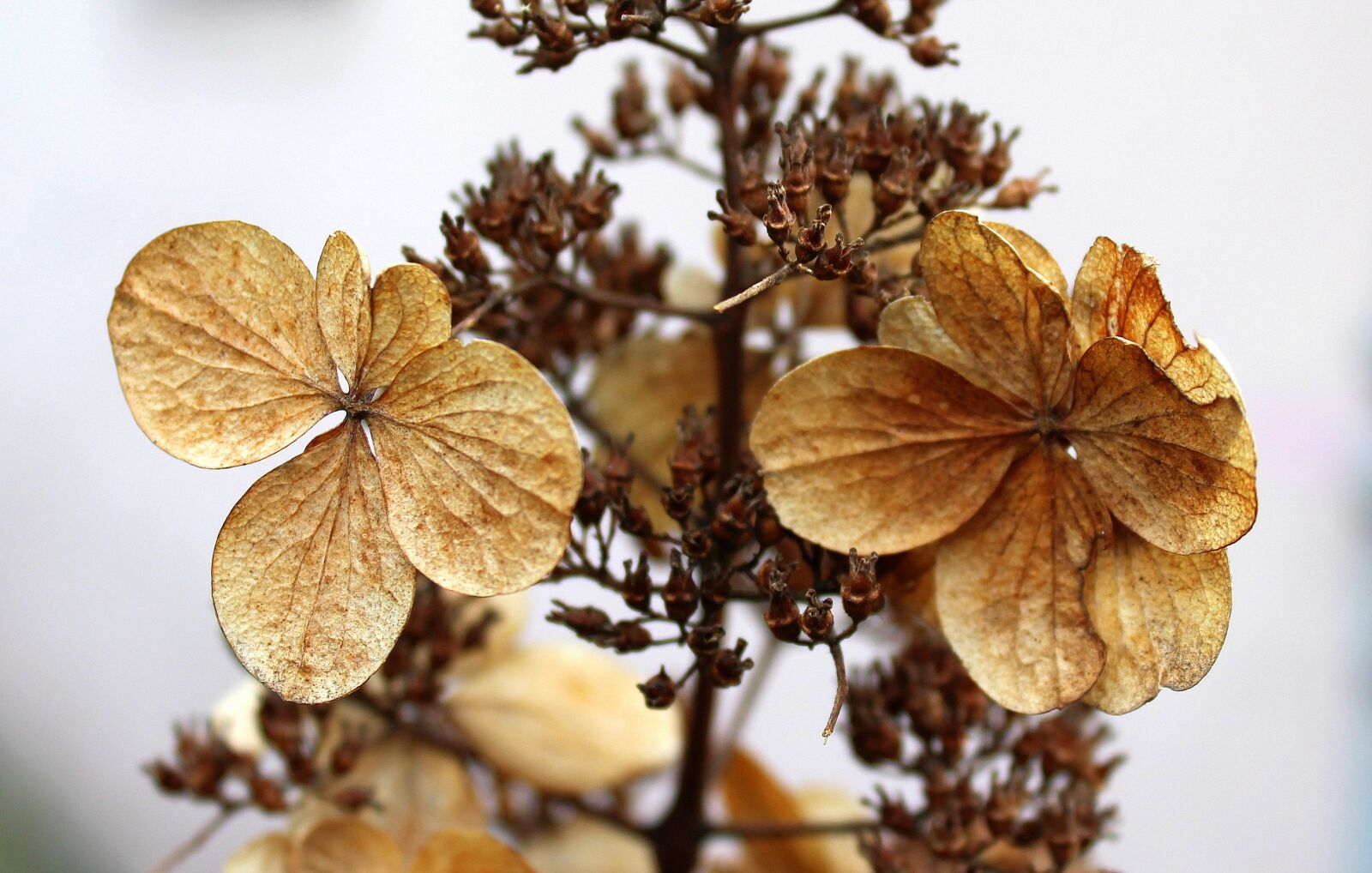 Canon EOS 1200D (EOS Rebel T5 / EOS Kiss X70 / EOS Hi) sample photo. Dry flowers, winter, nature photography