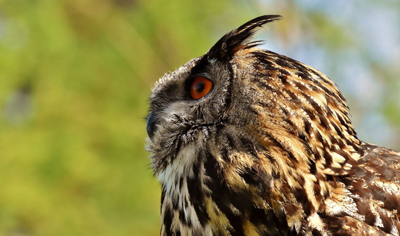 Nikon D7200 sample photo. Owl, bird, feather photography