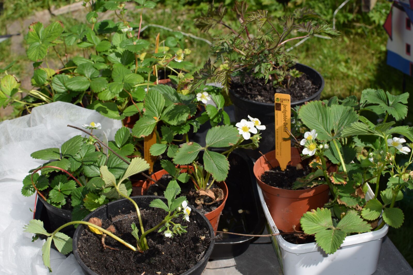 Nikon D5300 sample photo. Strawberry, seedlings, plant photography