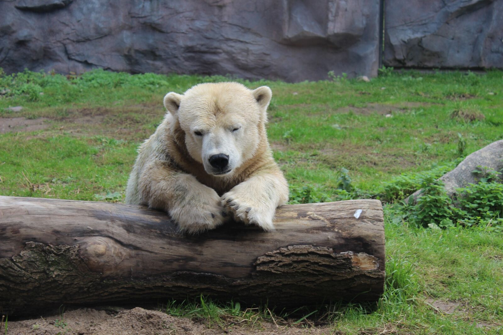 Canon EOS 700D (EOS Rebel T5i / EOS Kiss X7i) sample photo. Polar bear, tree, zoo photography
