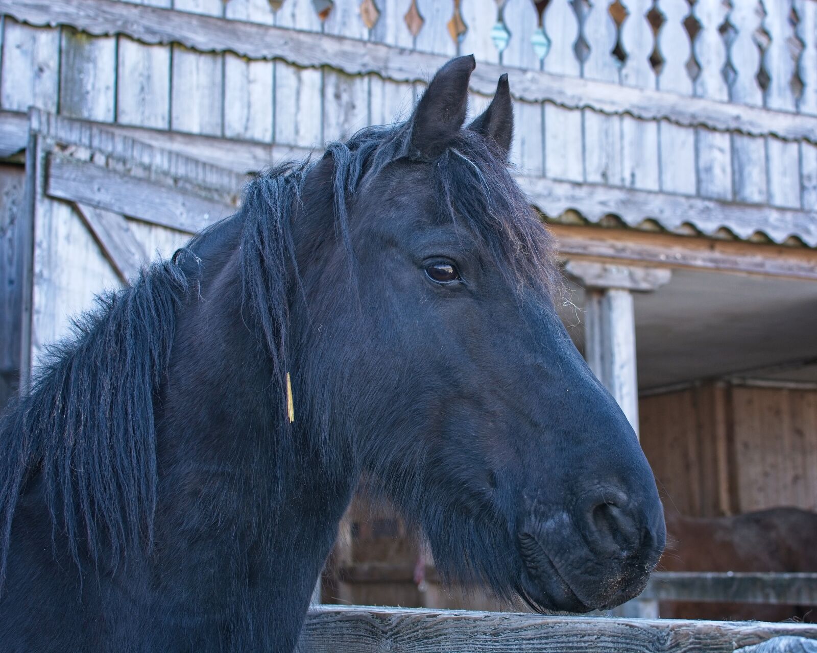Nikon AF-S DX Nikkor 35mm F1.8G sample photo. Horse, head, animal photography