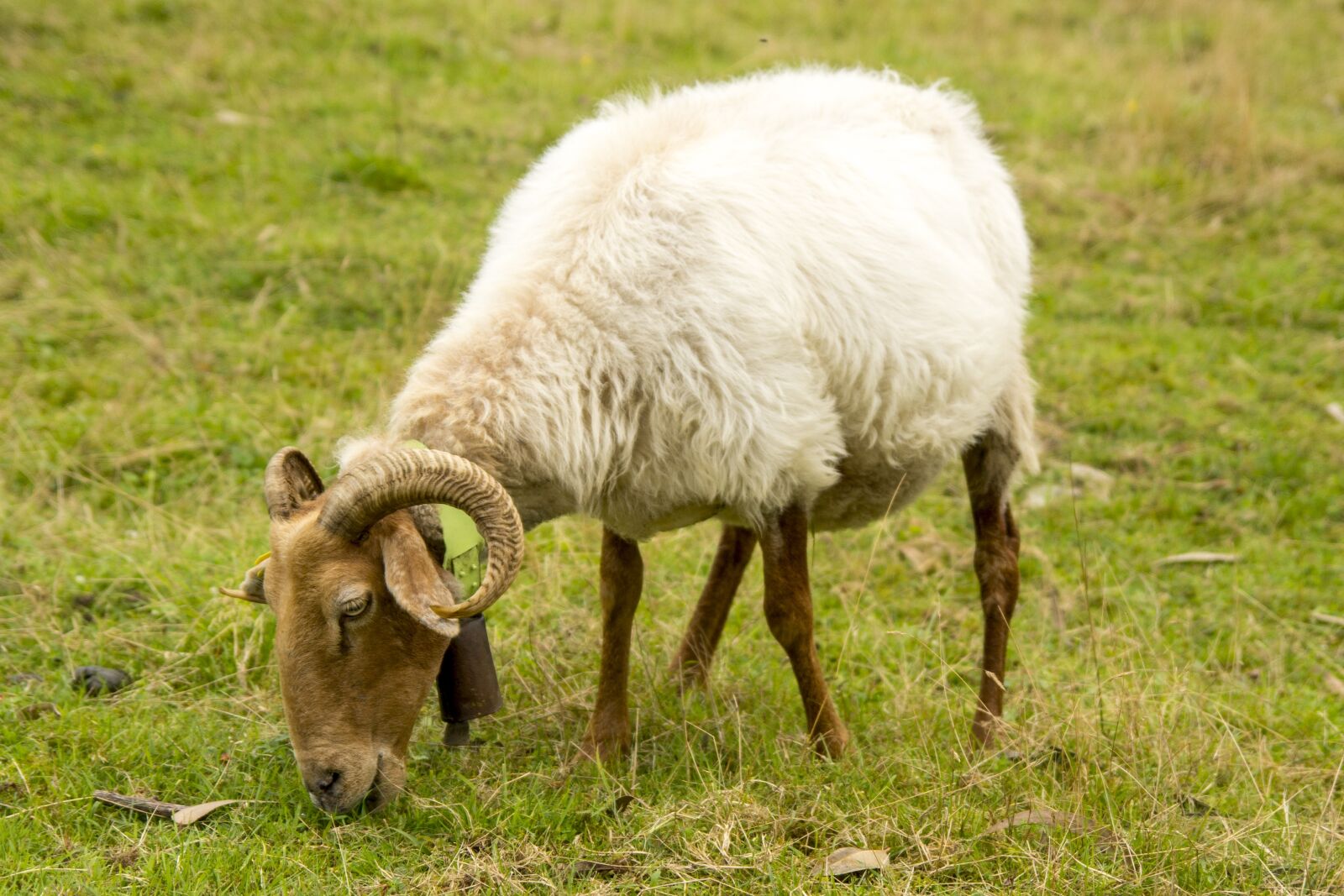 Nikon D7100 sample photo. Ram, meadow, grazing photography