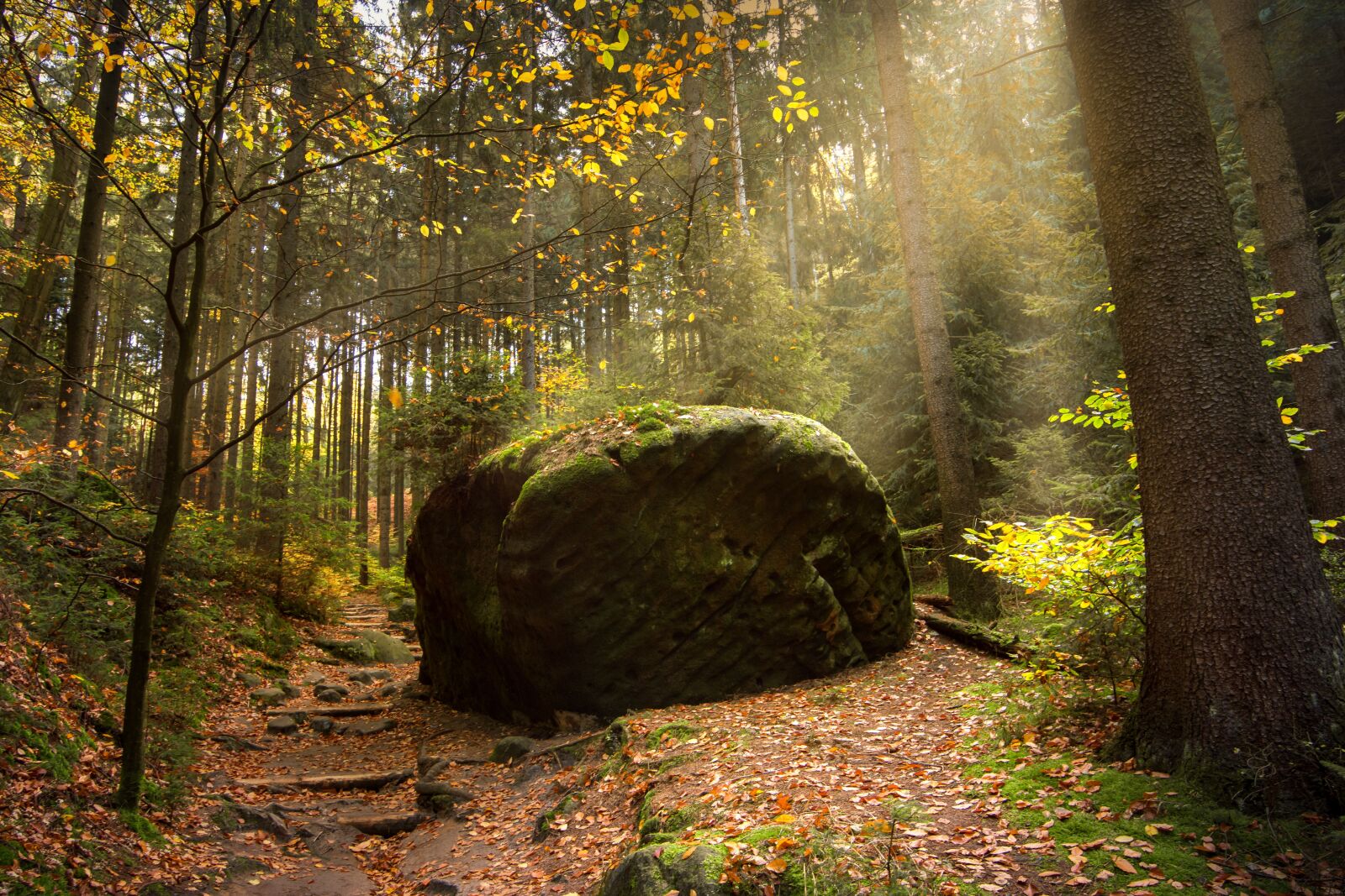 Tokina AT-X 16-28mm F2.8 Pro FX sample photo. Forest, light beam, sun photography