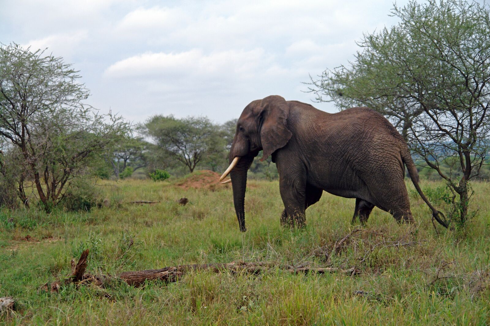 Sony DSC-R1 sample photo. Africa, tanzania, elephant photography