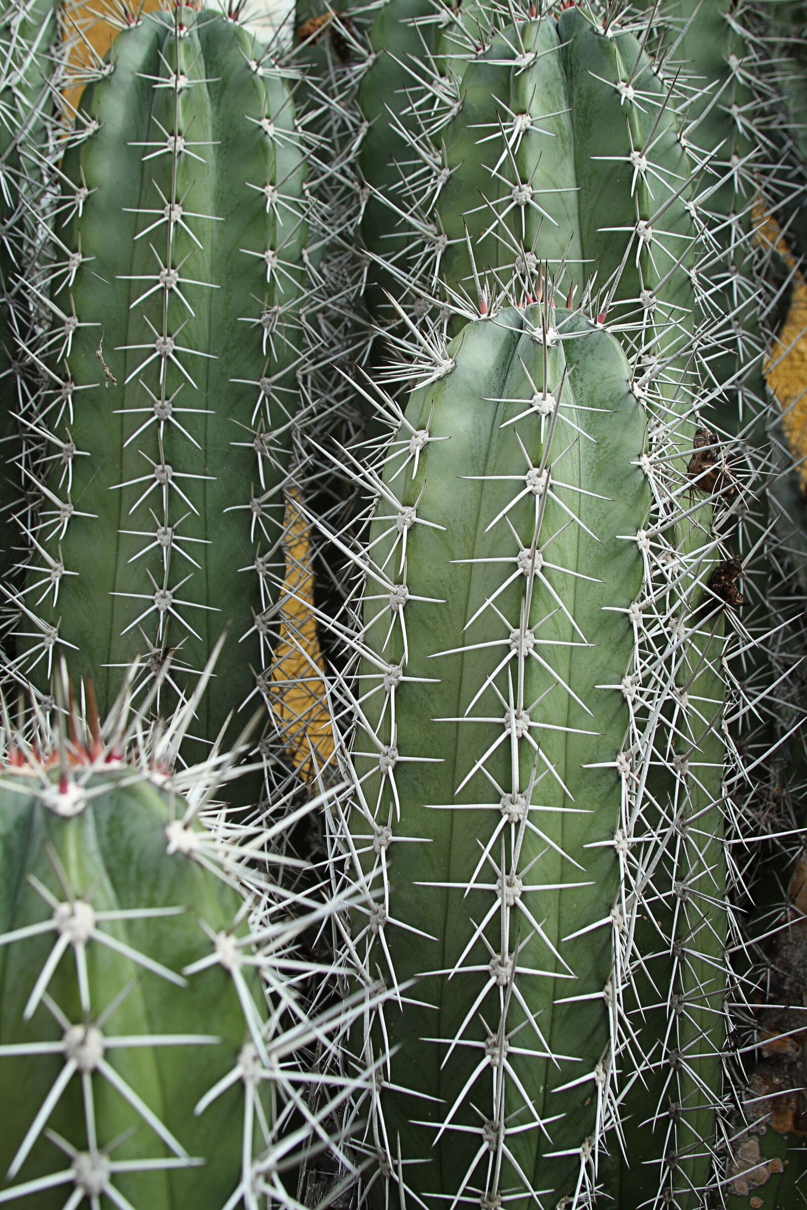 Canon EOS 7D sample photo. Cactus, sting, prickly photography