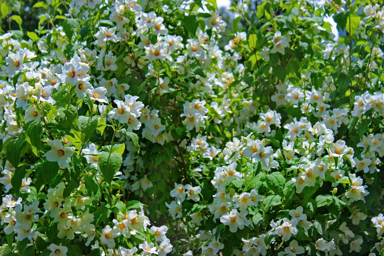 Canon EOS 1300D (EOS Rebel T6 / EOS Kiss X80) sample photo. Rosemallow, rosebush, flower photography