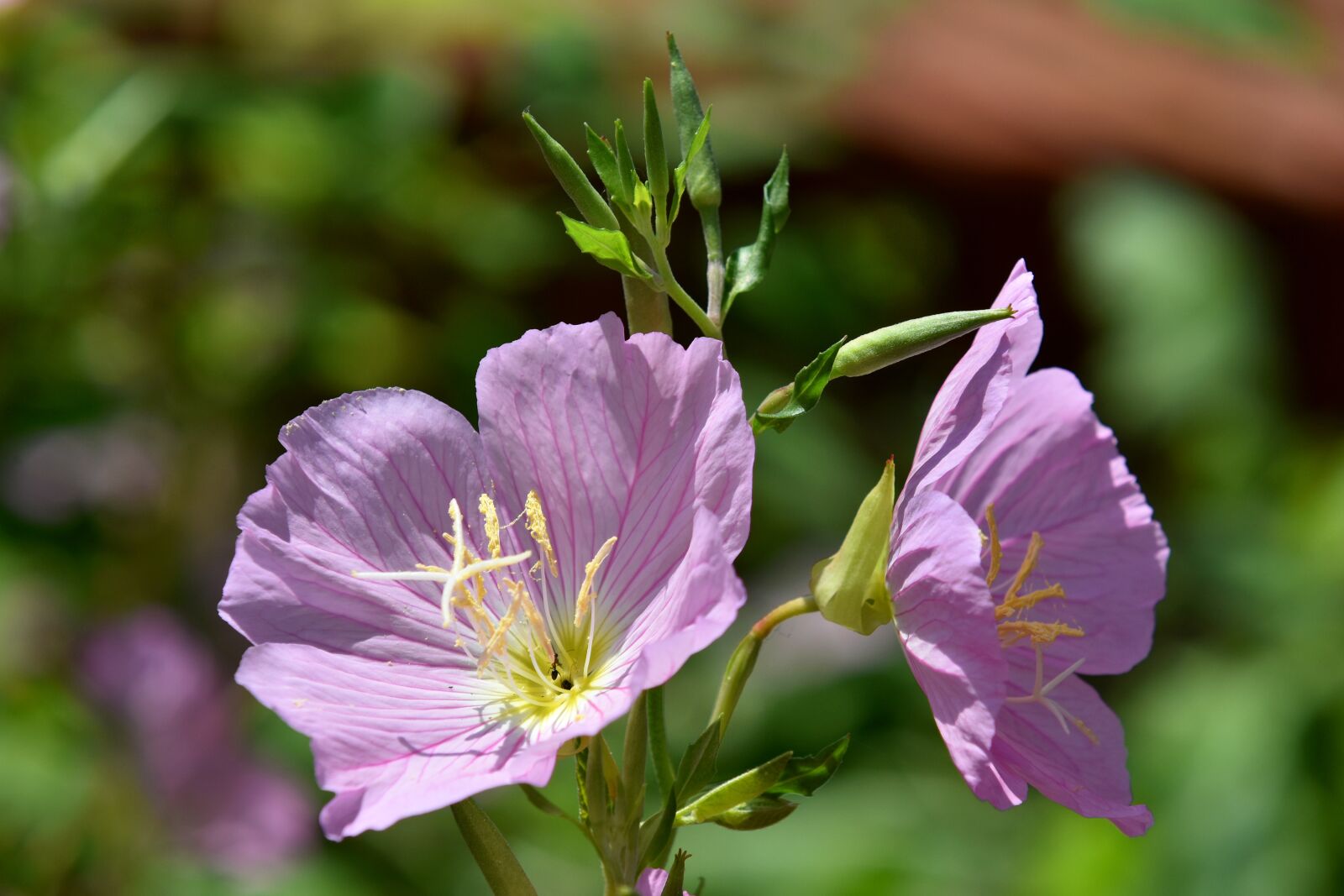 Nikon D3500 sample photo. Flower, primrose, pink photography