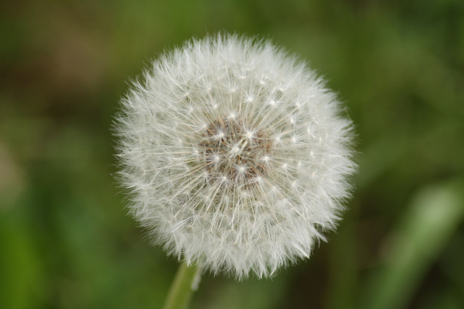 Canon EOS 450D (EOS Rebel XSi / EOS Kiss X2) sample photo. Dandelion, close up, macro photography