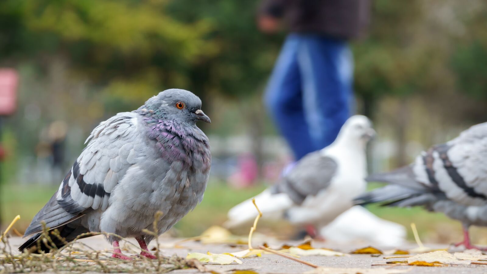 Sony Cyber-shot DSC-RX10 III sample photo. Pigeon, bird, animal photography
