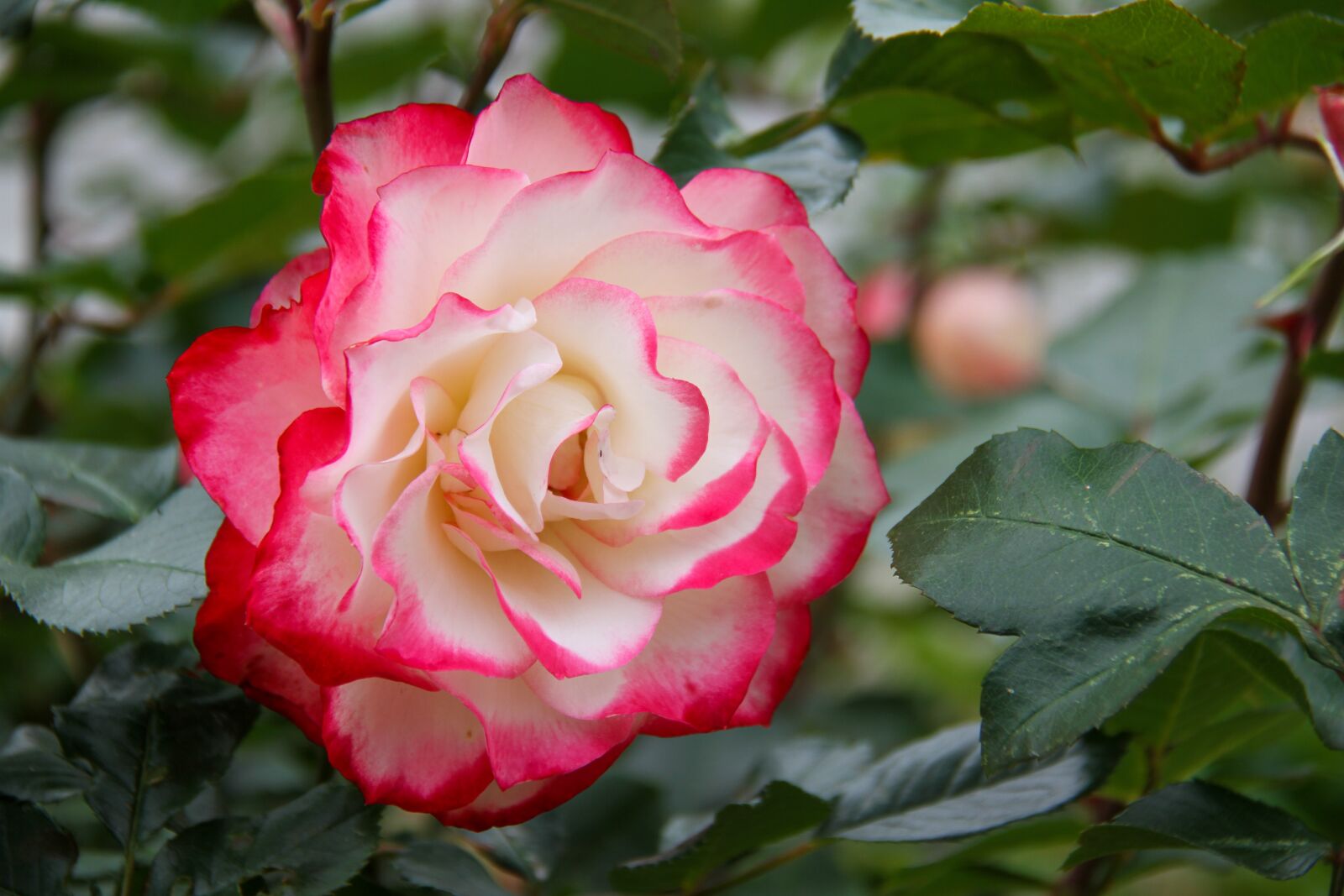 Canon EOS 7D sample photo. Pink, garden, flower photography