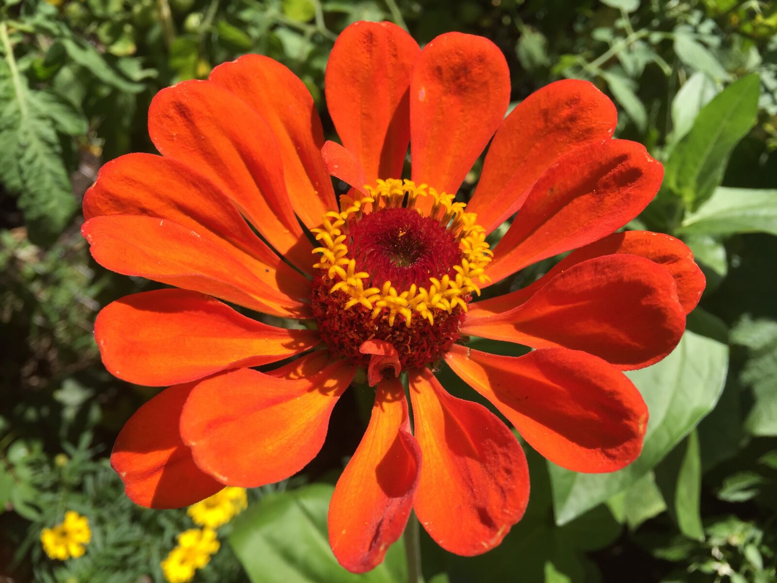 iPhone 6 back camera 4.15mm f/2.2 sample photo. Flower, orange flower, bloom photography