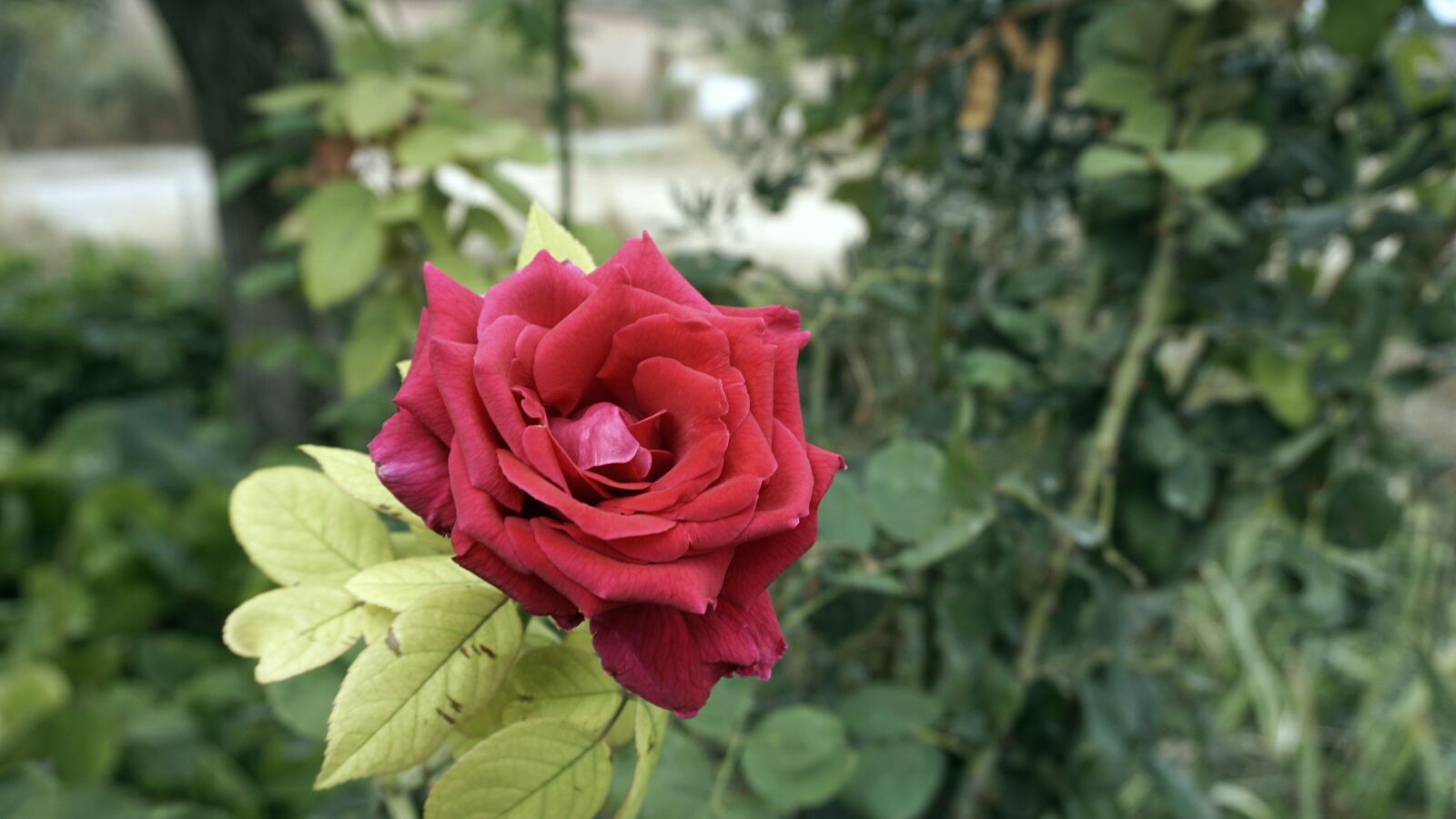 Sony a6000 sample photo. Flower, rosa, red rose photography