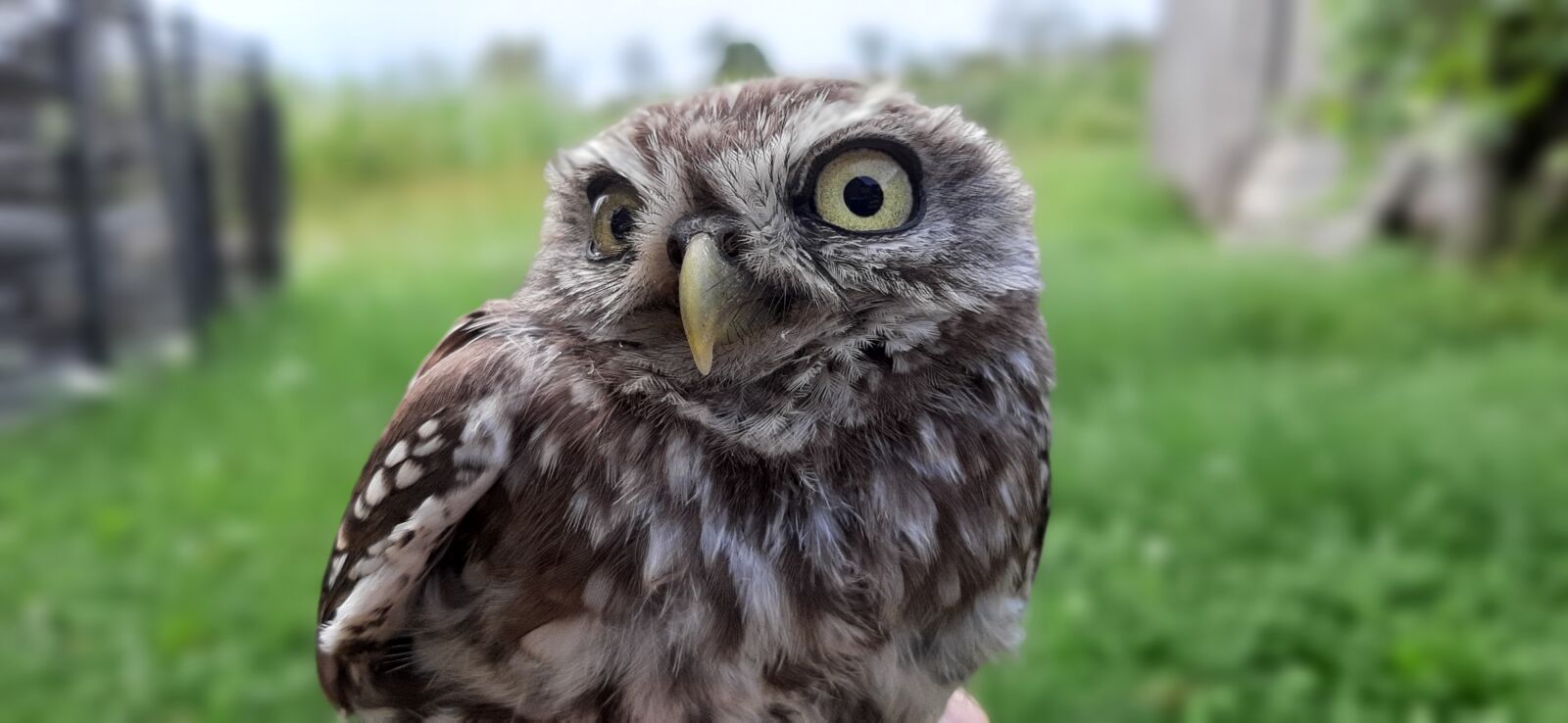 Samsung SM-A505F sample photo. Owl, nature, country photography