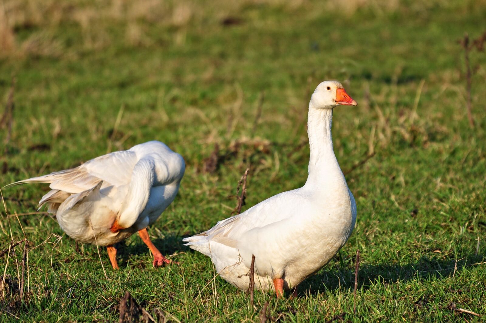 Nikon D90 sample photo. Goose, bird, water bird photography