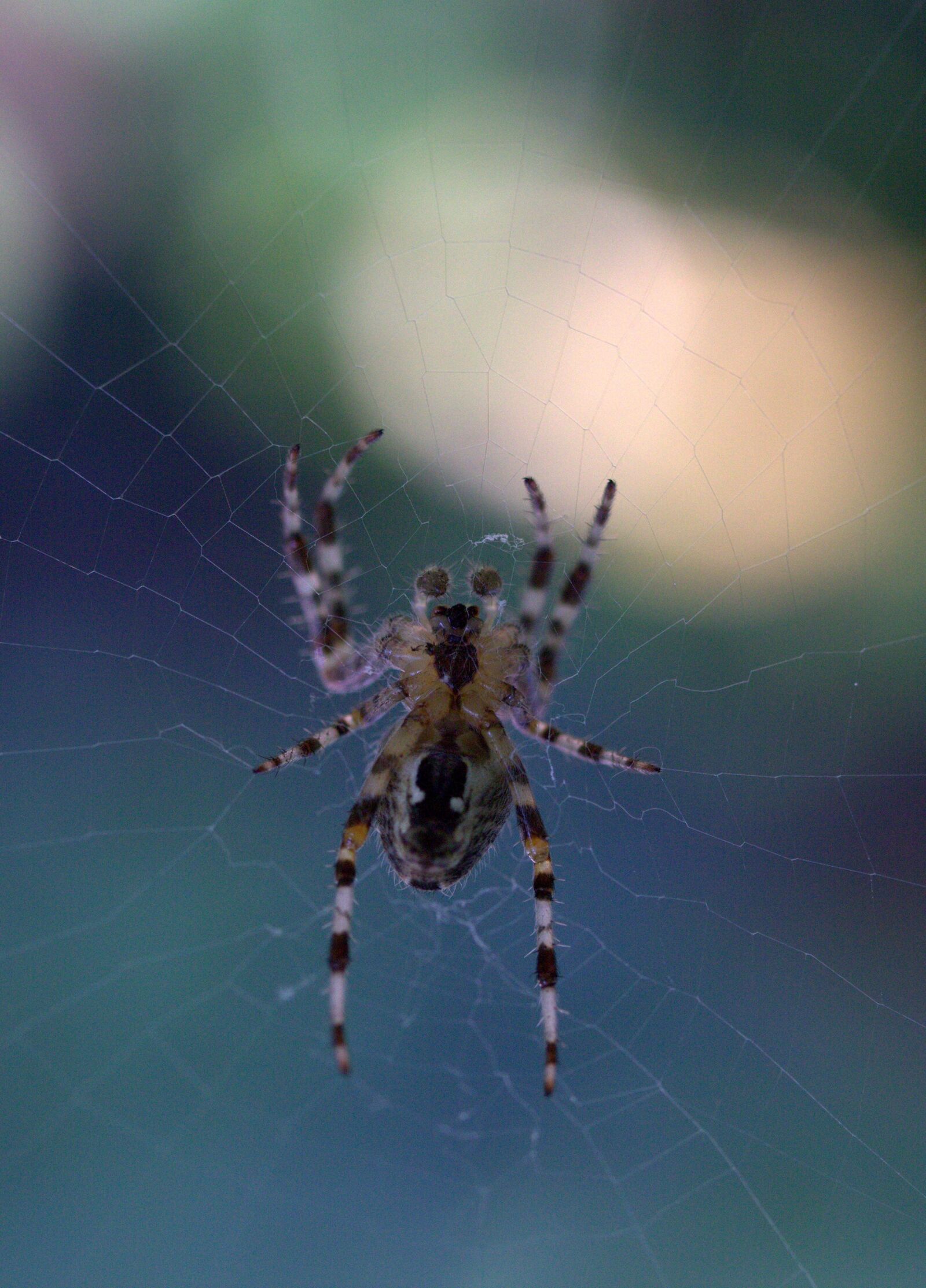 Canon EF-S 60mm F2.8 Macro USM sample photo. Spider, spider web, hooked photography
