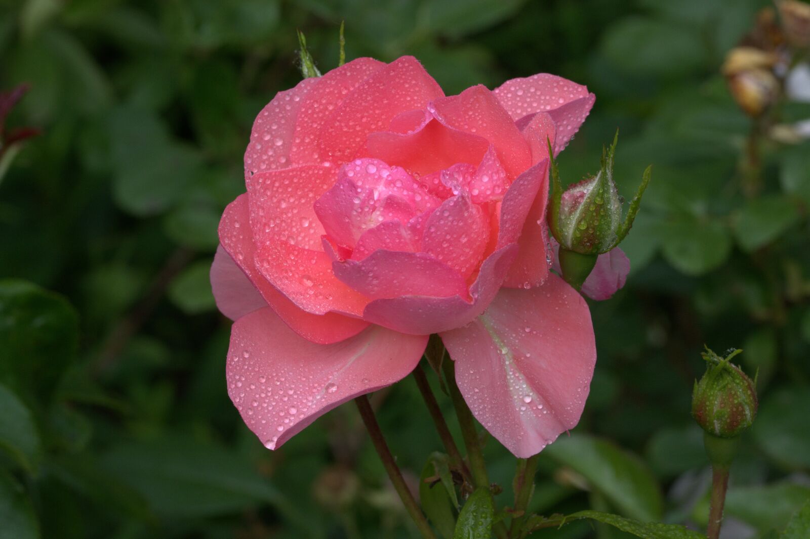 Nikon D5200 sample photo. Rose, blossom, bloom photography