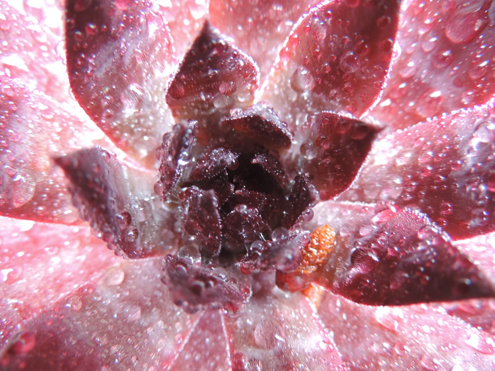 Nikon Coolpix P520 sample photo. Succulent, plant, natural photography