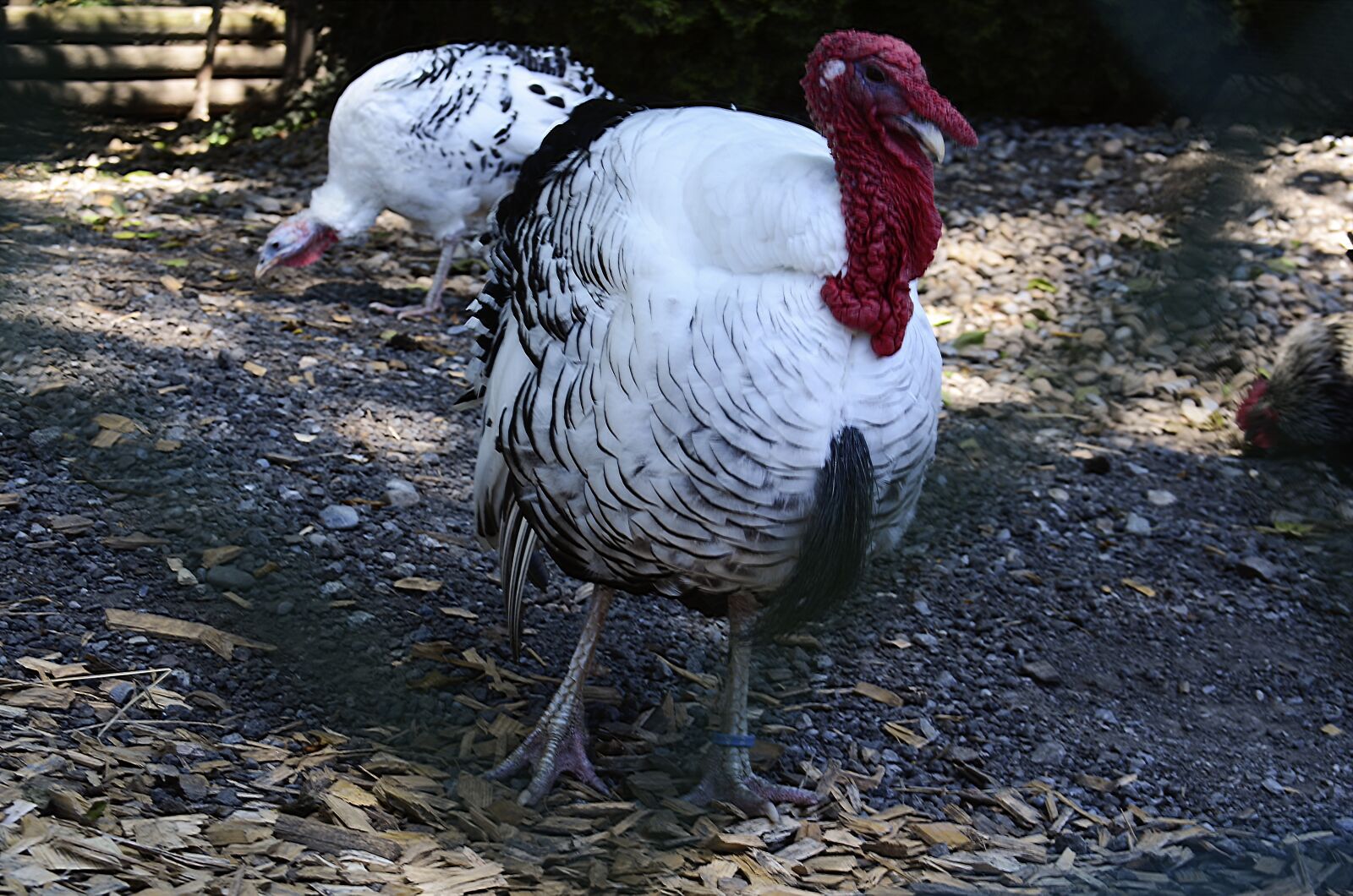 Nikon D7000 sample photo. Animal, turkey, turkey feather photography