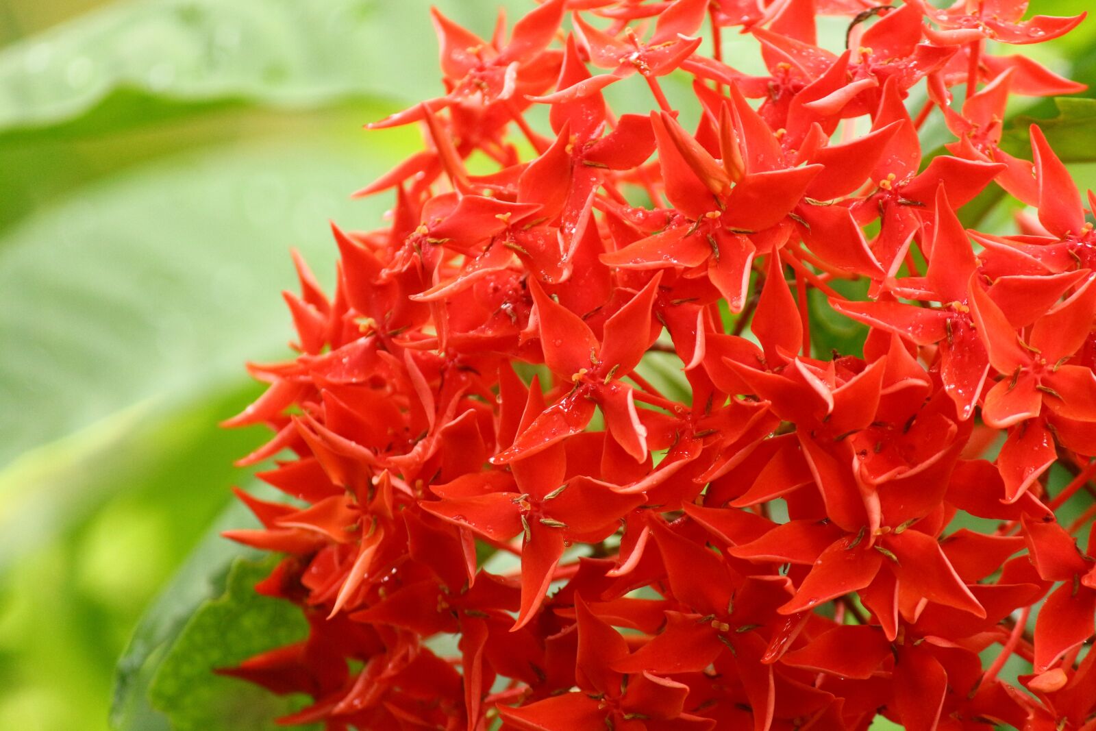 Canon EOS 700D (EOS Rebel T5i / EOS Kiss X7i) sample photo. Ixora, ixora flower, flower photography