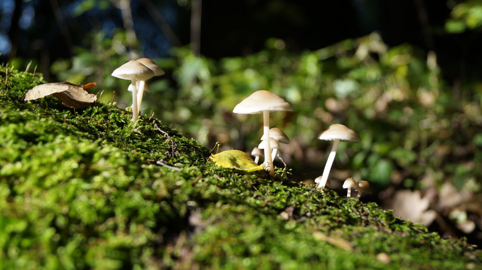 Sony DT 18-55mm F3.5-5.6 SAM II sample photo. Mushrooms, forest, tourism photography