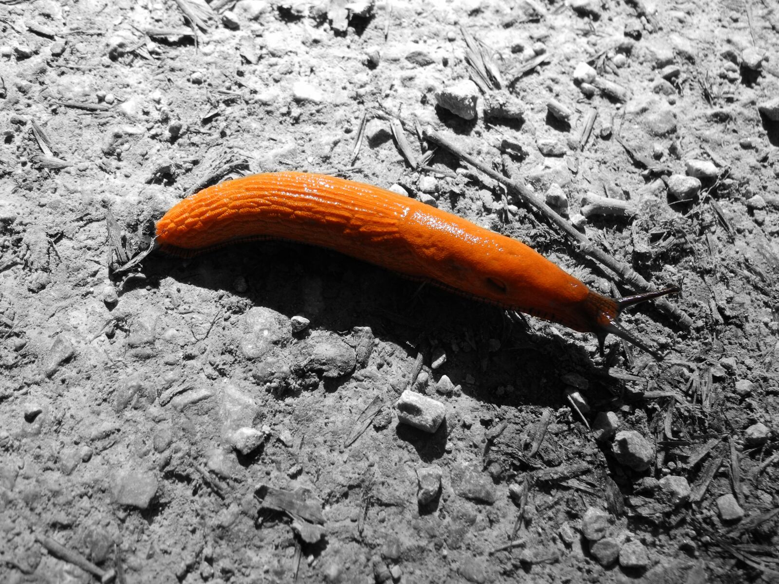 Nikon Coolpix P7000 sample photo. Snail, rock sea, nature photography