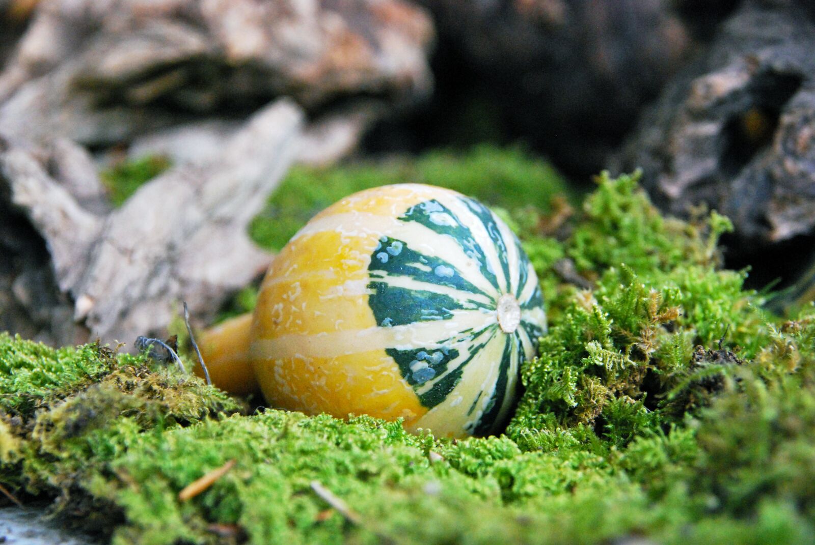 Nikon D60 sample photo. Pumpkin, decoration, small photography