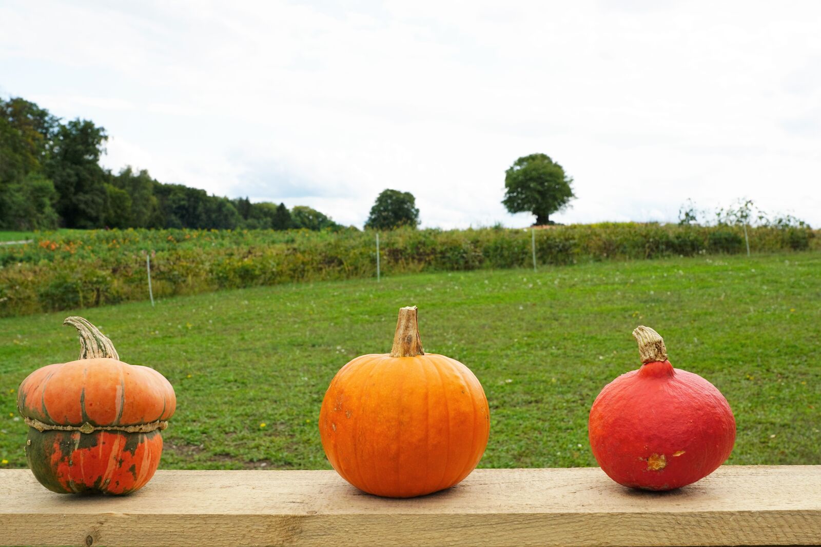 Sony ILCA-77M2 + Sony DT 16-50mm F2.8 SSM sample photo. Pumpkin, soup, vegetables photography