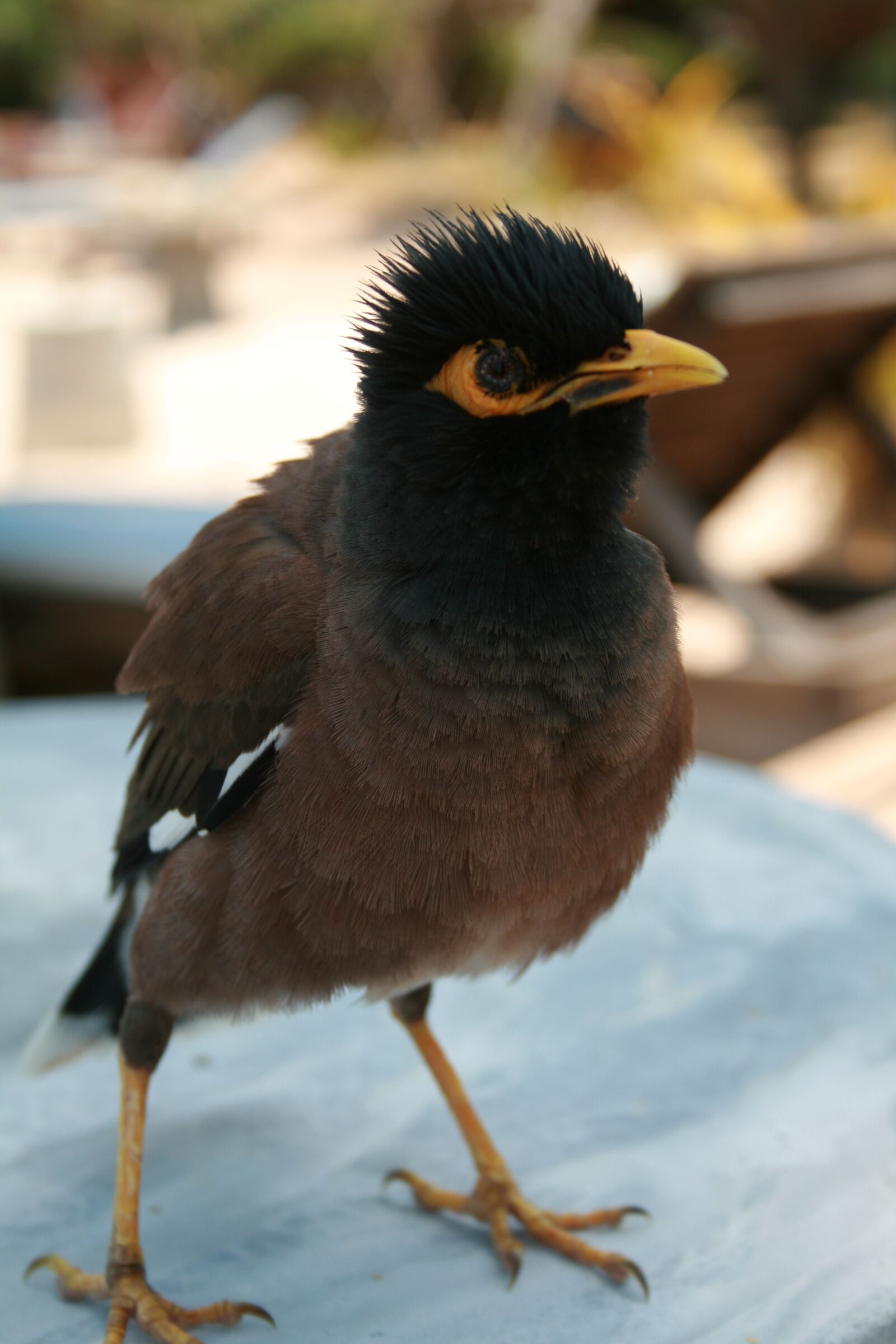 Canon EOS 400D (EOS Digital Rebel XTi / EOS Kiss Digital X) sample photo. Bird, curious, bill photography