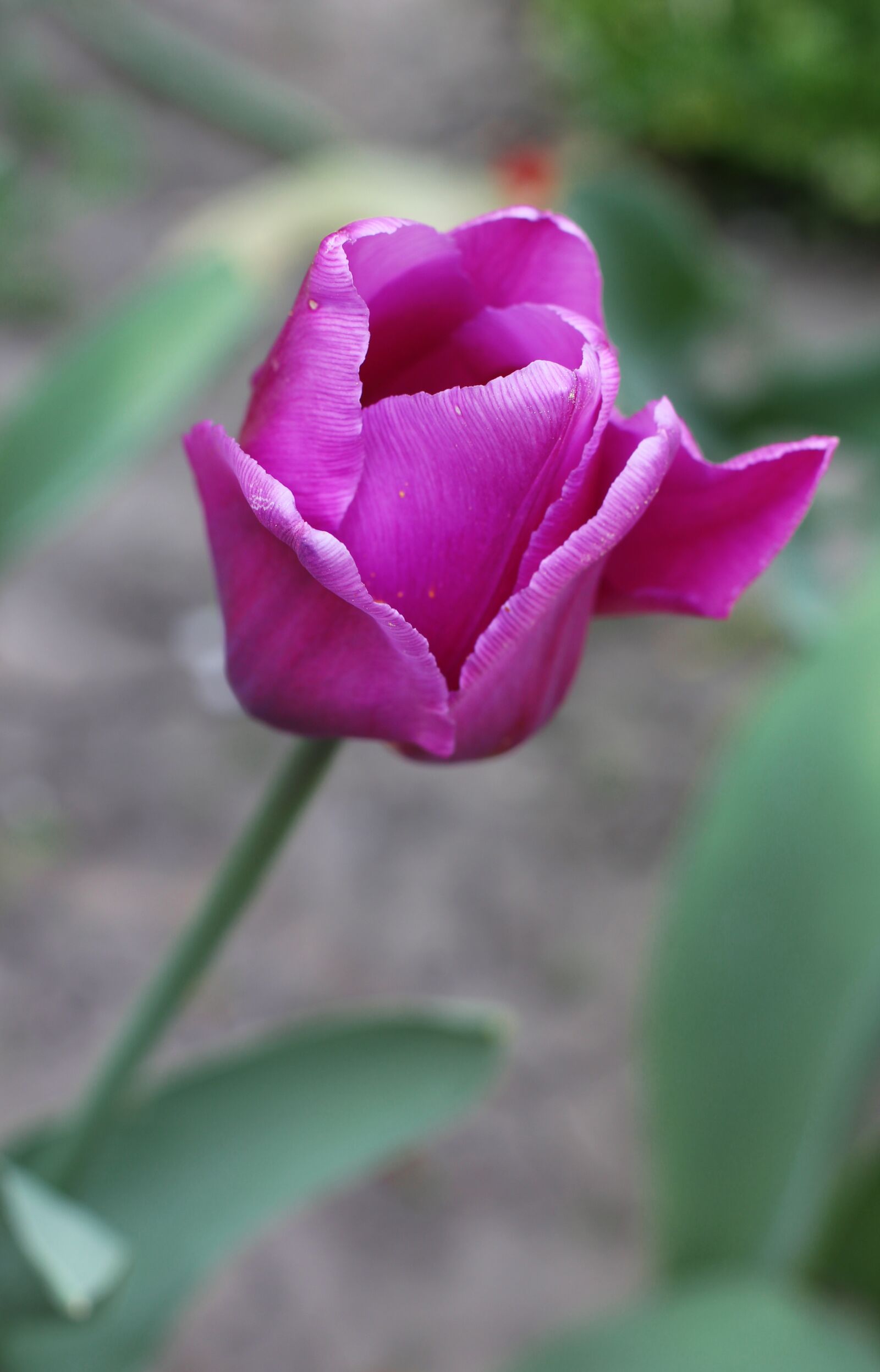 Canon EF 50mm F1.4 USM sample photo. Tulip, flowers, garden photography
