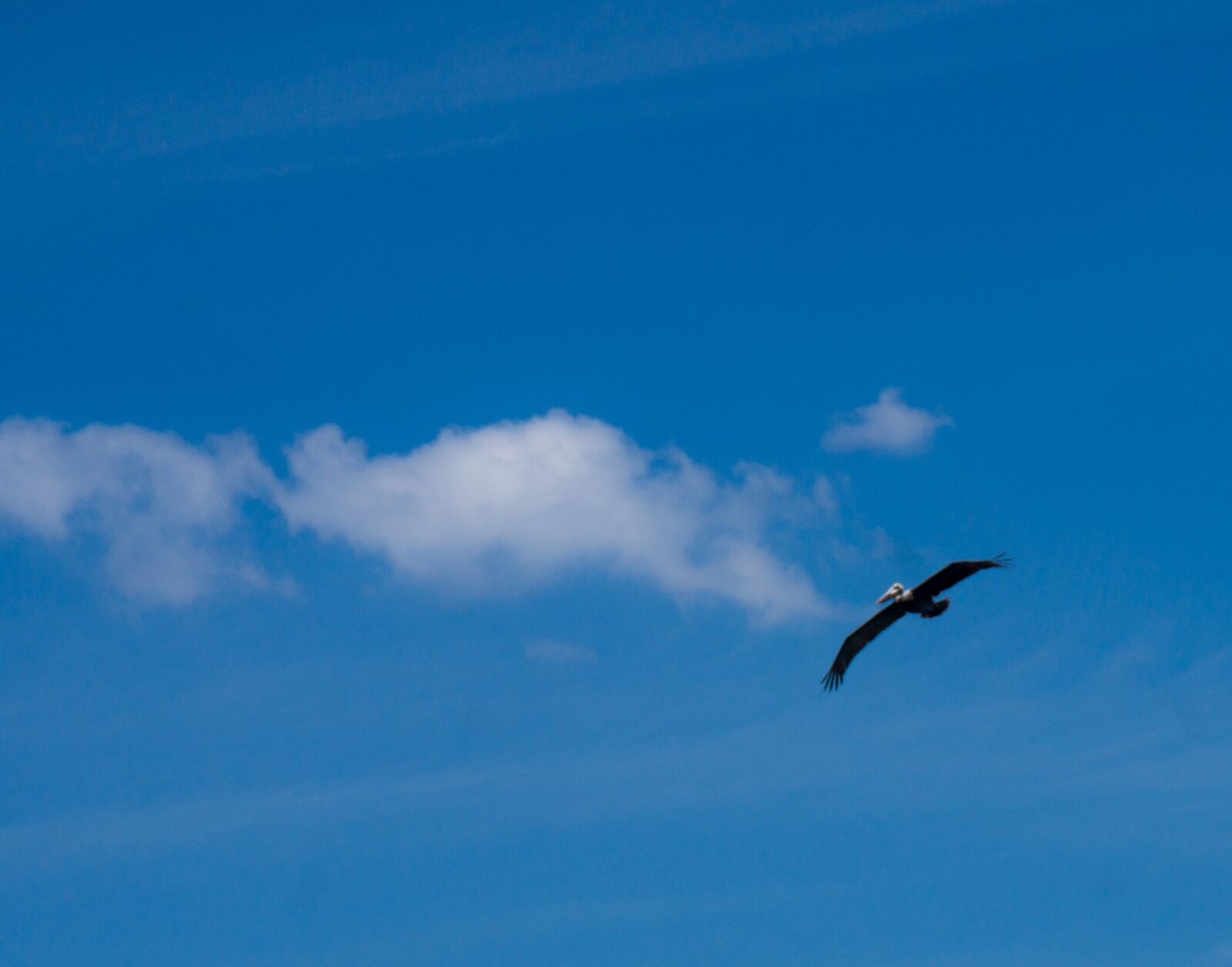 Sony Alpha NEX-3N sample photo. Sky, pelikan, clouds photography