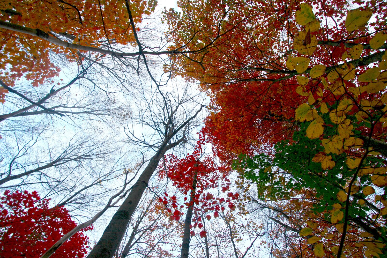 Canon EOS 20D sample photo. Fall foliage, water, reflections photography