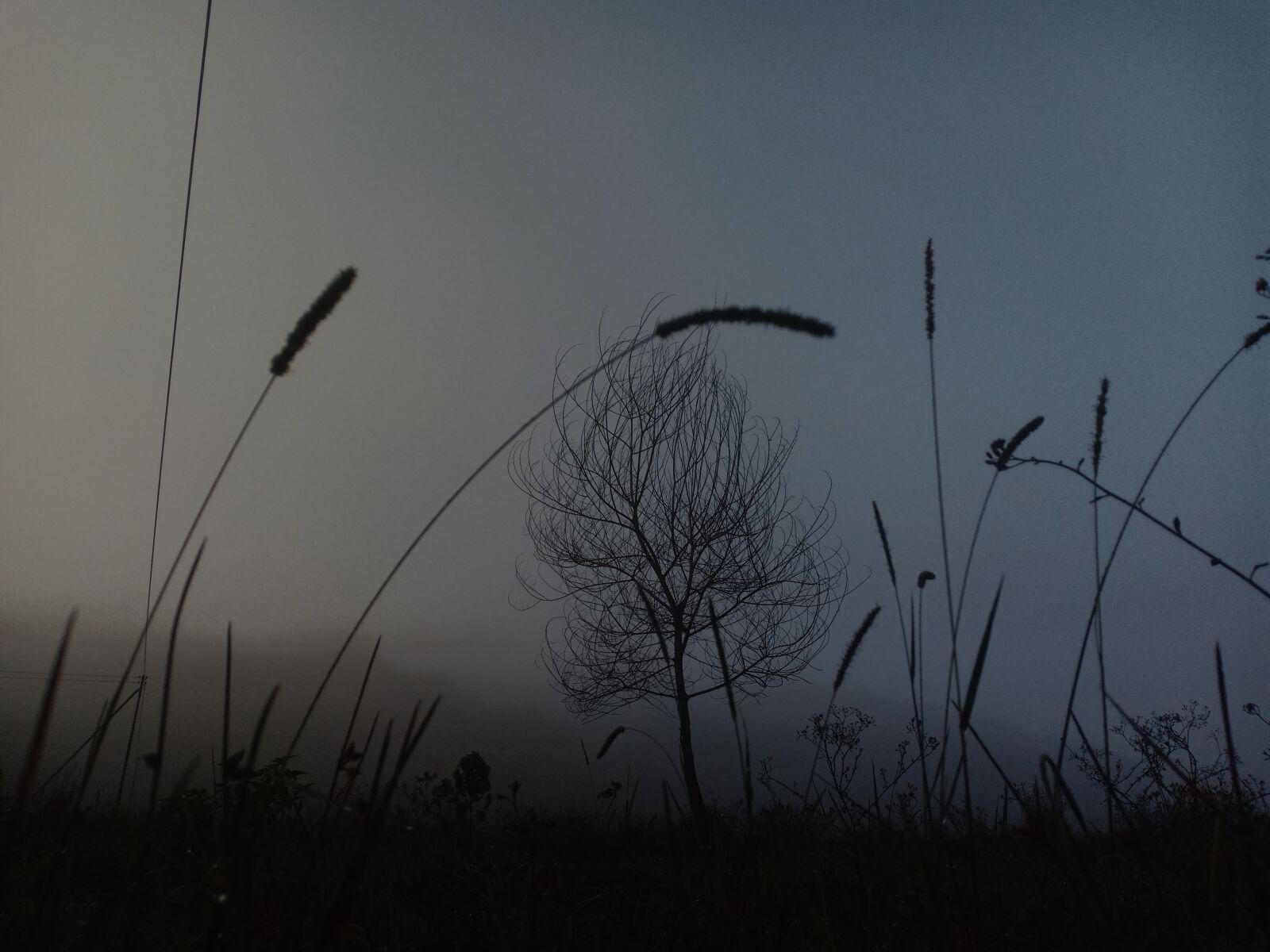 OPPO F7 sample photo. Tree, fog, weed photography