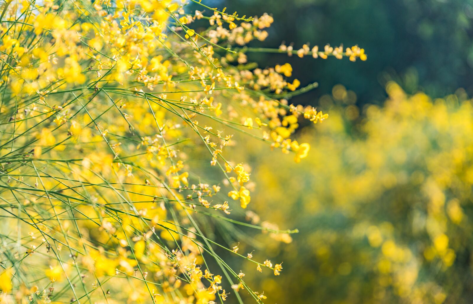Tamron SP 24-70mm F2.8 Di VC USD sample photo. Flower, yellow, color photography