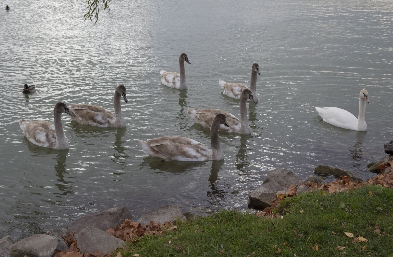 Canon EOS 1300D (EOS Rebel T6 / EOS Kiss X80) sample photo. Swan, water bird, bird photography
