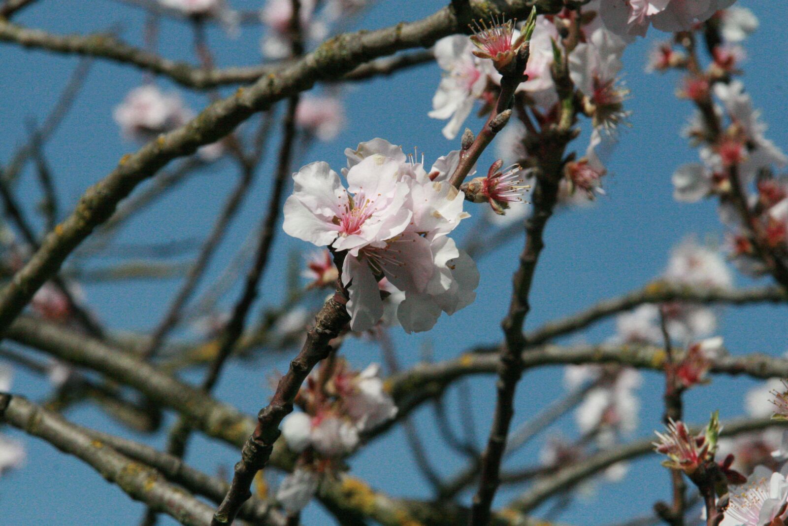 Canon EOS 30D sample photo. Spring, blossom, bloom photography